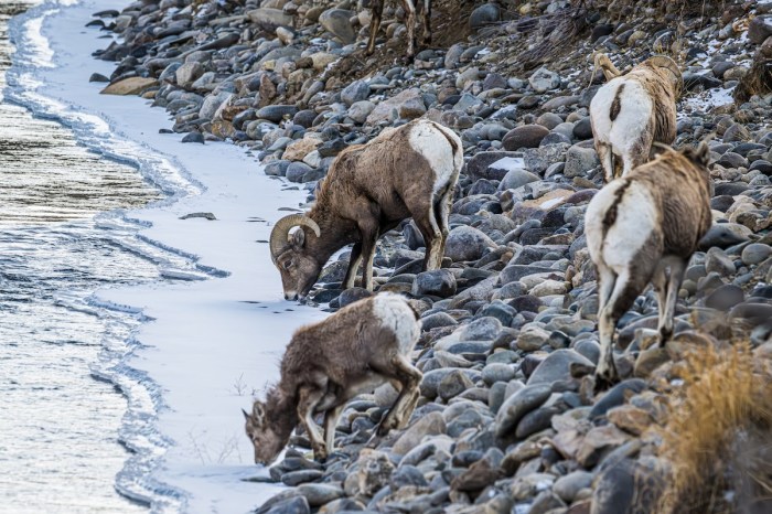 rams river angler