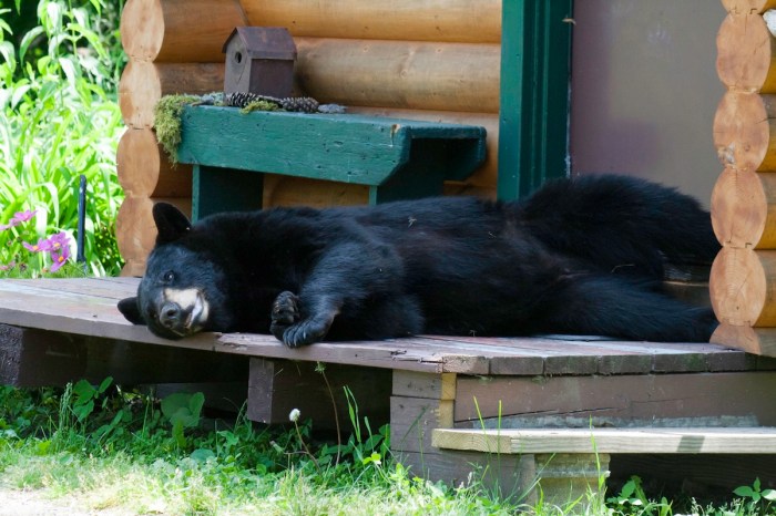 Black bear package porch