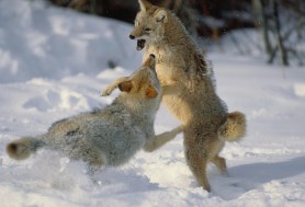 coyotes fighting arizona tucson