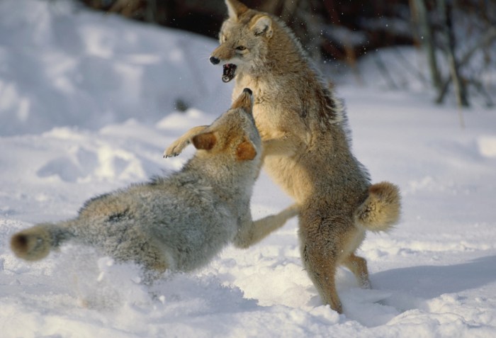 coyotes fighting arizona tucson