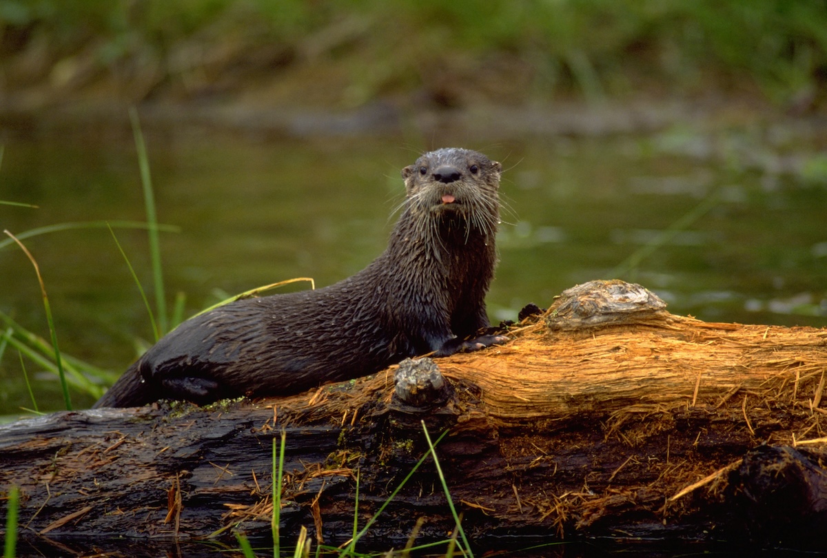 river otters trail camera