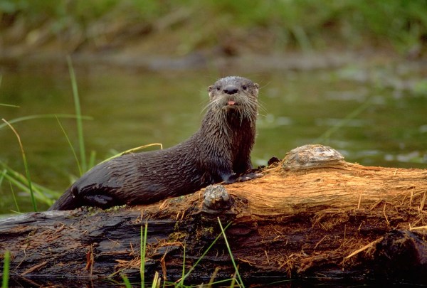 river otters trail camera