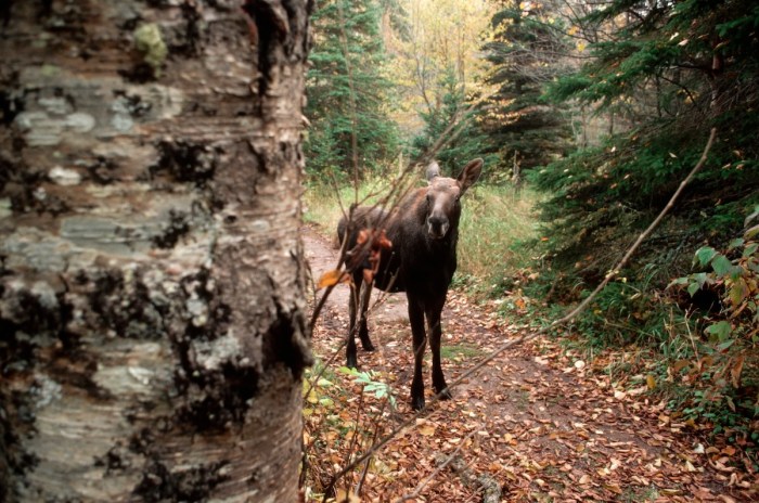 moose vs. bear