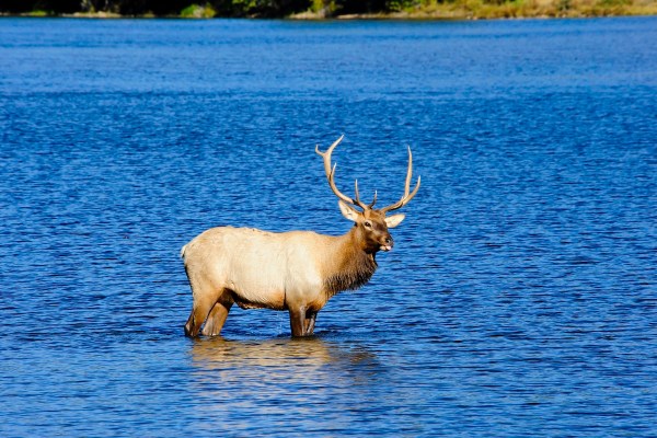 elk frolic pond