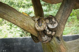 snake slide costa rica