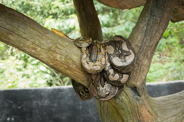 snake slide costa rica