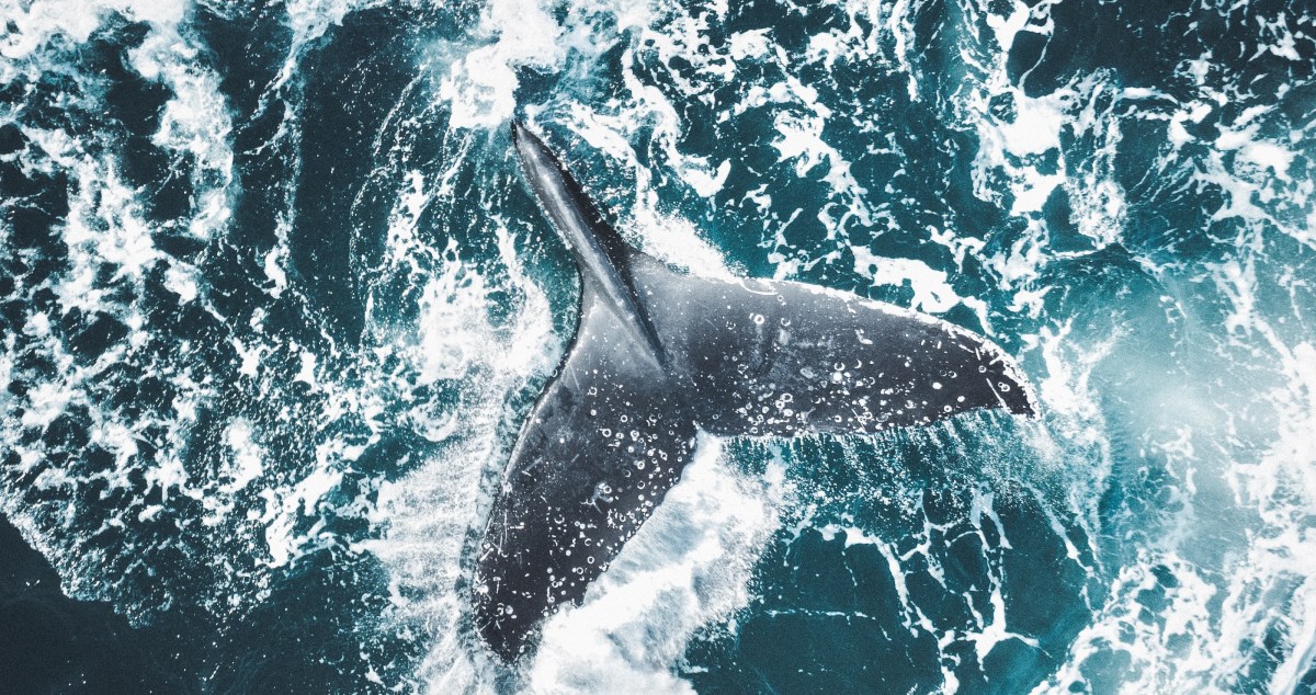 Humpback Whale Charges At Scientist For Surprising Reason