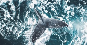 Humpback Whale Charges At Scientist For Surprising Reason