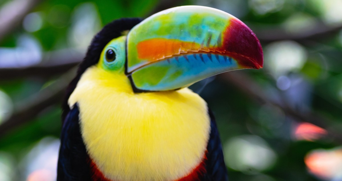 Missing Pet Toucan Miraculously Survives Vegas Desert For 3 Months