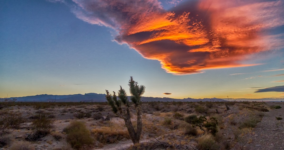 Missing Pet Toucan Miraculously Survives Vegas Desert For 3 Months