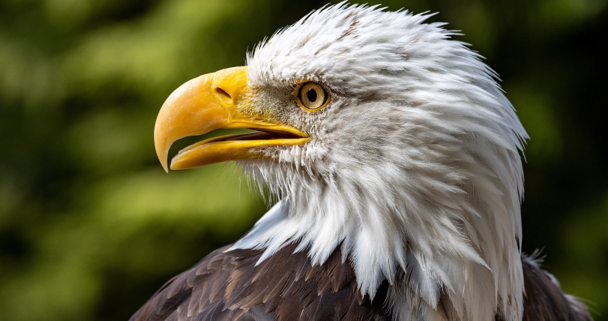 New York City Police Engage In Rare Rescue As They Save A Bald Eagle