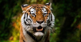 Officials Begin To Investigate Virus That Killed 72 Tigers In Thailand