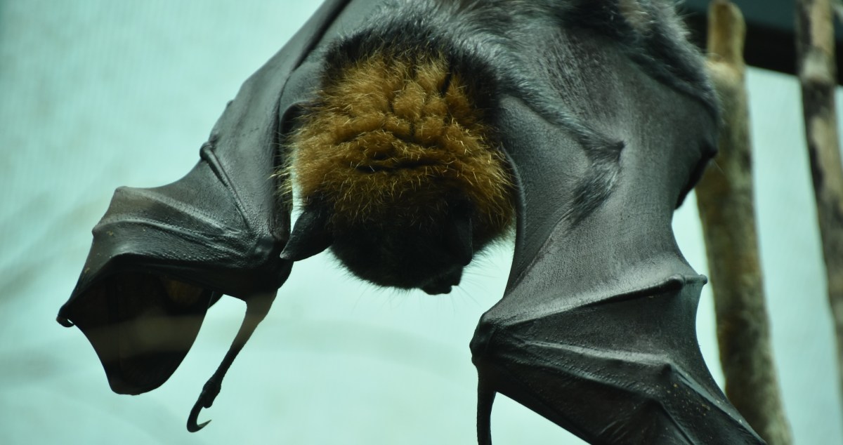 Rescuer Notices Exhausted Wild Animal Clinging To Edge Of A Pool