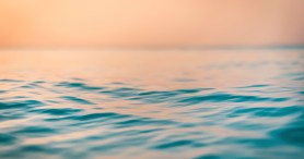 Reserachers Issue Warning Over These Creatures Infesting Waters Off The Northern Quebec Islands