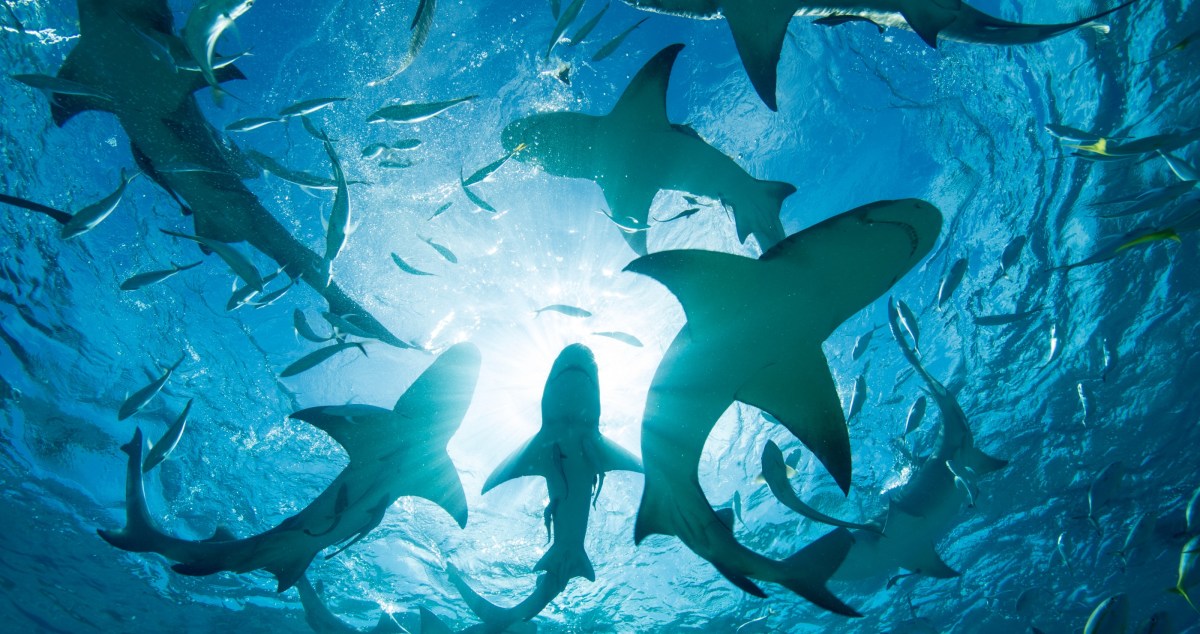 Shark Experts Reveal That We Have Seriously Been Underestimating This Shark Species