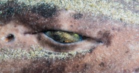 Shark Experts Reveal That We Have Seriously Been Underestimating This Shark Species