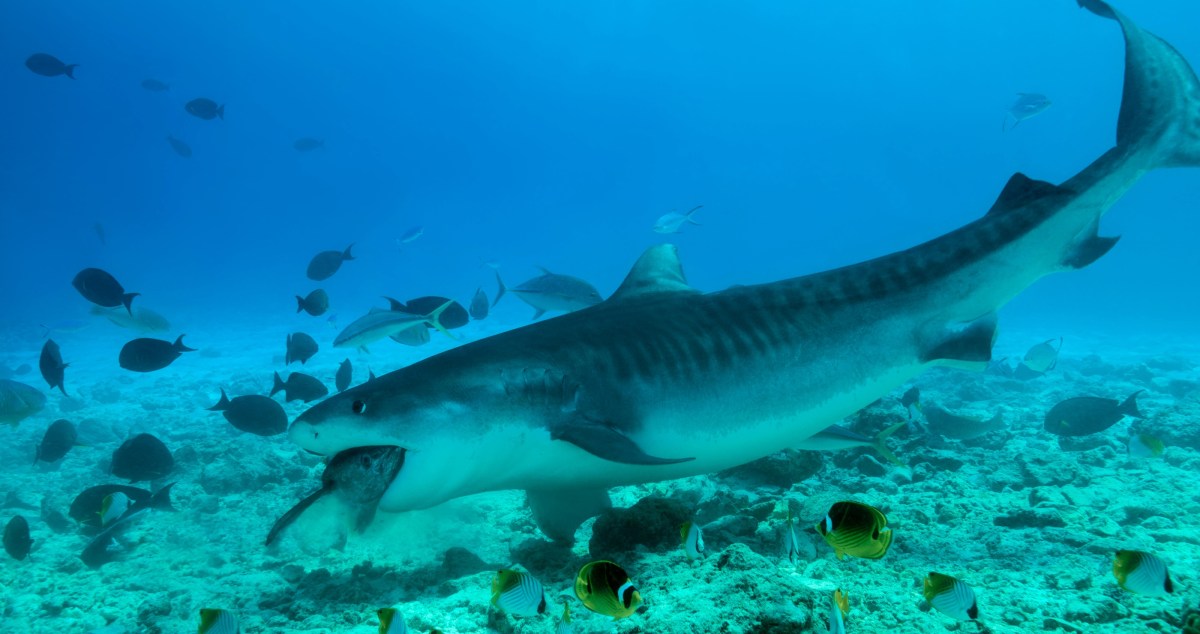 Tiger Shark Takes A Bite Out Of A Scuba Diver 
