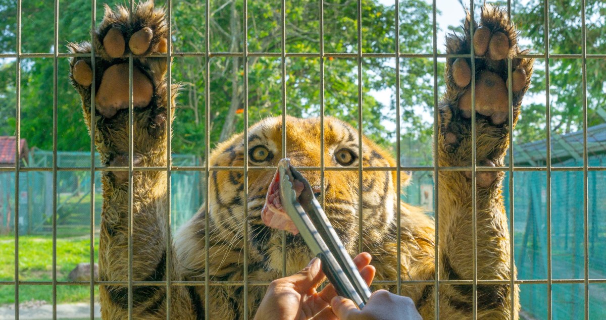 Tigers Placed On 'Intermittent Fasting' Diet At Popular NE China Park After Feeding Surge
