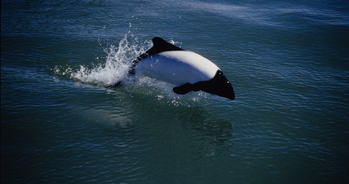 Tourist Captures Incredible Footage Of Elusive Sea Creature: The Skunk Dolphin