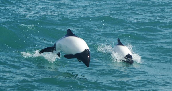 Tourist Captures Incredible Footage Of Elusive Sea Creature: The Skunk Dolphin