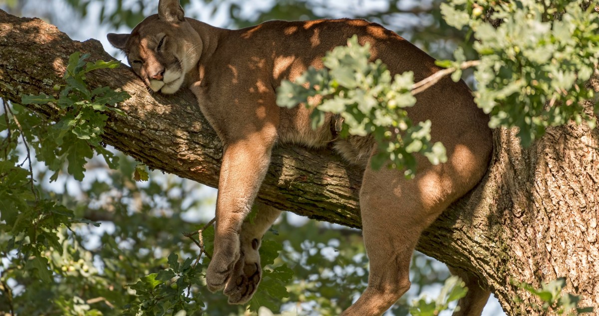 Trail Camera Catches Epic Photos Of Sleepy Mountain Lion
