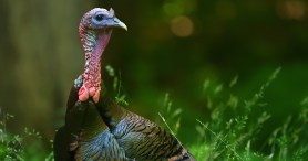 Wild Turkey Causes Traffic Jam At A Crosswalk In N.Y.C