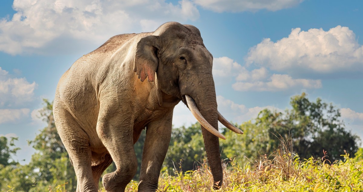 52-Year-Old Elephant Is Safely Returned After Miraculously Escaping Her Enclosure