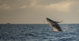 A Tourist Captures Insane Video Of A Whale Begging For A Belly Rub