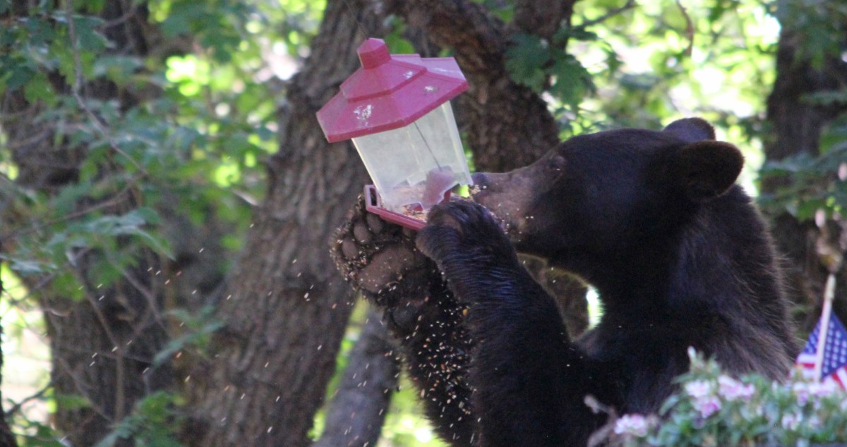 As Warm Weather Brings Bears Out Of Hibernation Experts Share How To Peacefully Coexist With Them