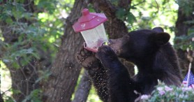 As Warm Weather Brings Bears Out Of Hibernation Experts Share How To Peacefully Coexist With Them