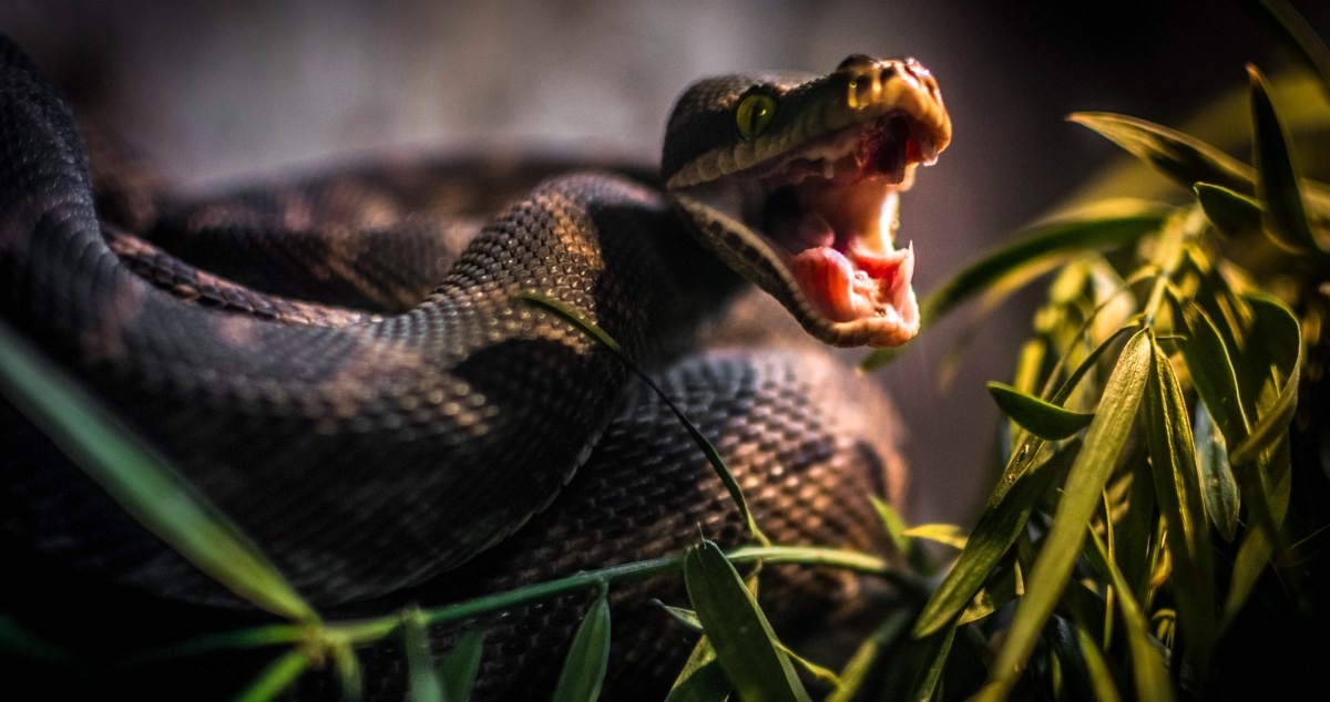 California Cyclist Died From Rattlesnake Bite: What To Do If You Are Bitten