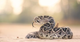 California Cyclist Died From Rattlesnake Bite: What To Do If You Are Bitten