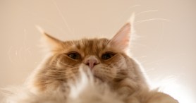 College Student Comes Up With Creative Way To Help Her Overweight Cat Lose Weight