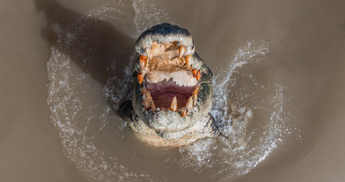 Crocodiles Are 'Absolutely Everywhere' Following Flooding In Australia