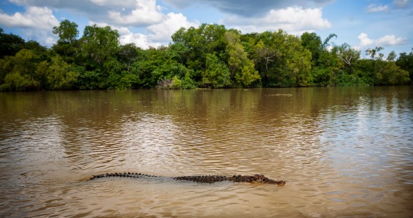 Crocodiles Are 'Absolutely Everywhere' Following Flooding In Australia