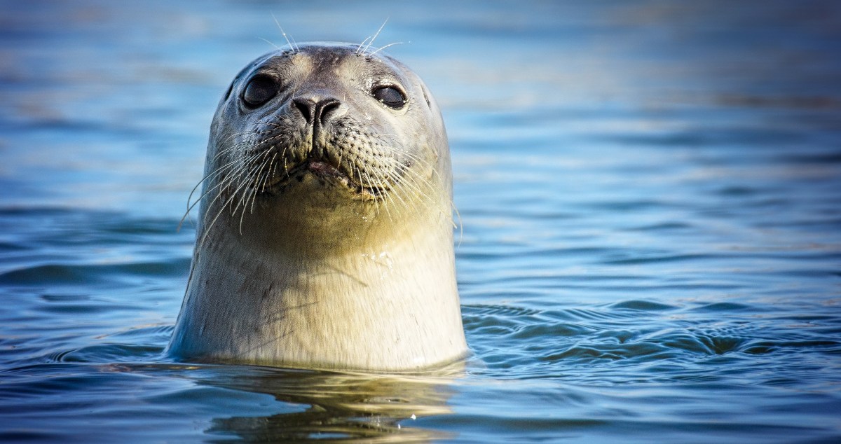 Diver Has Incredibly Adorable Interaction With Wild Seal: Watch Here