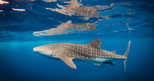Divers Witnessed This Ocean Giant And Noticed An Entire Community Traveling With It