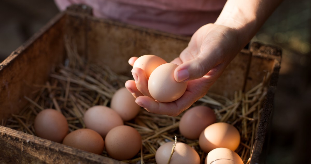 Family Sets Up Hidden Camera To Catch Unsuspecting Egg Thief In Now Viral Video