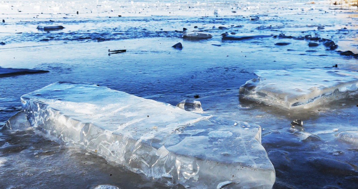 Fishermen Spot A Stunning White "Wolf" Along The Icy River Before Realizing The Animal Needs Rescuing