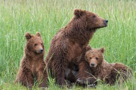 brown bear family alaska