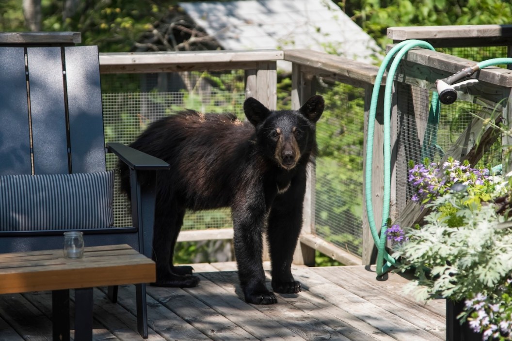 bear break in