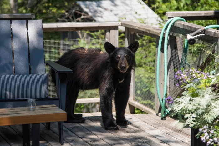 bear break in