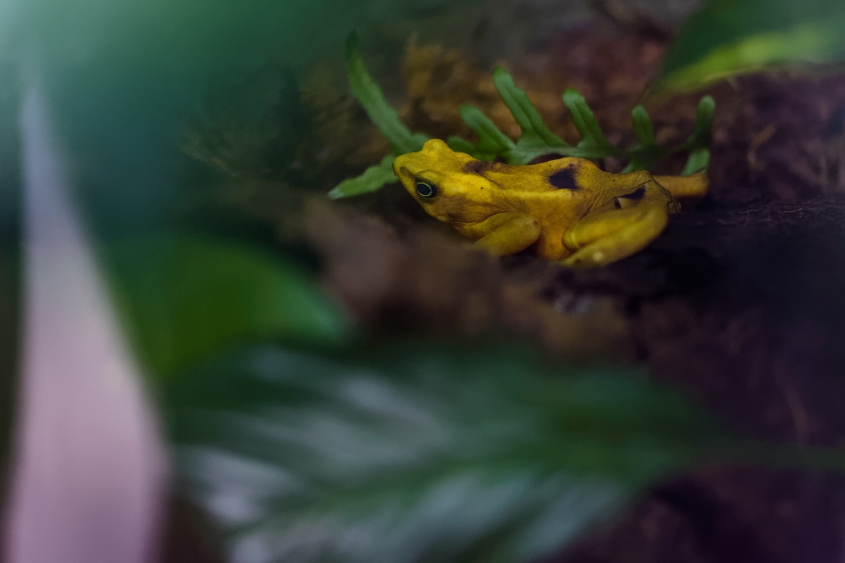 Panamanian golden frog
