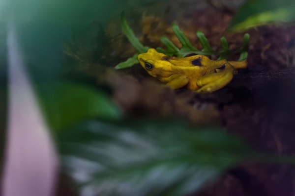 Panamanian golden frog