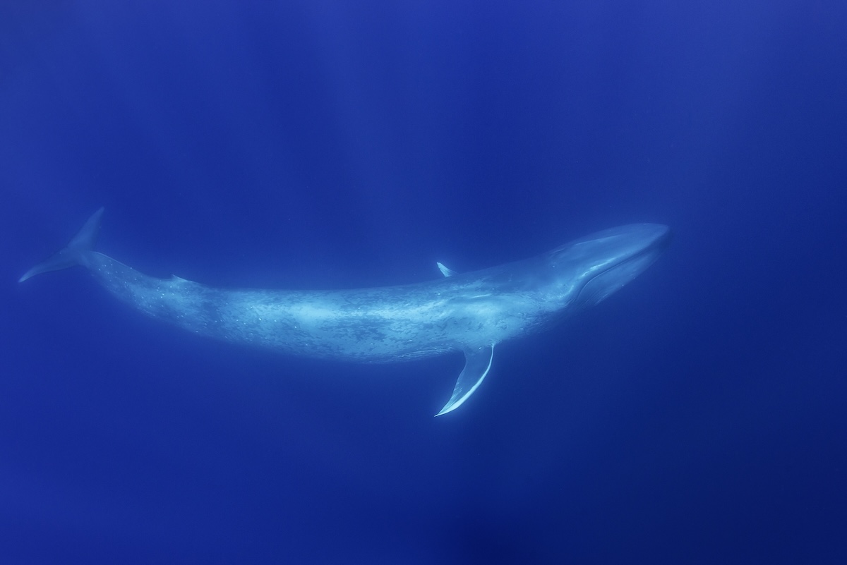 white blue whale