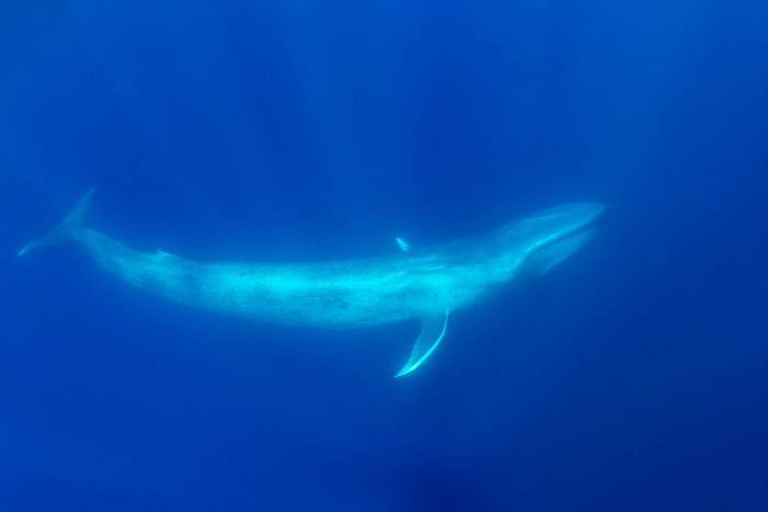 white blue whale