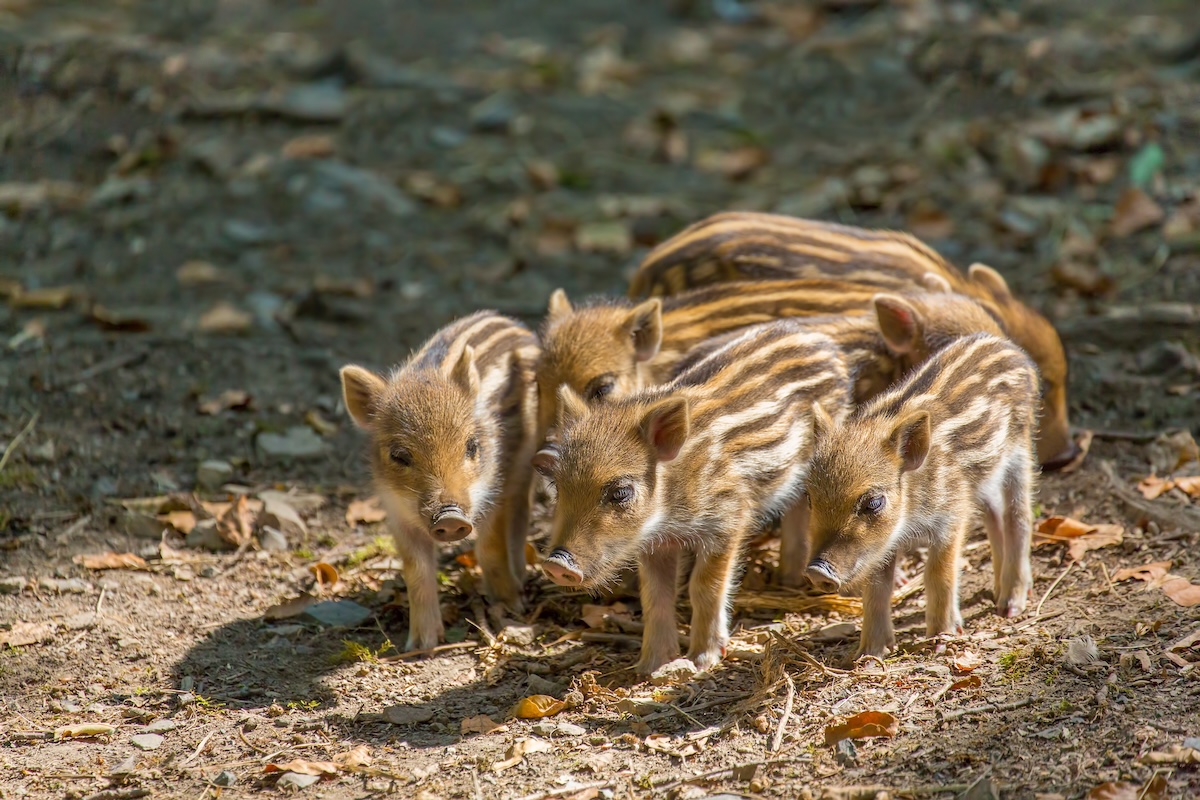 baby wild boars