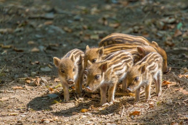 baby wild boars