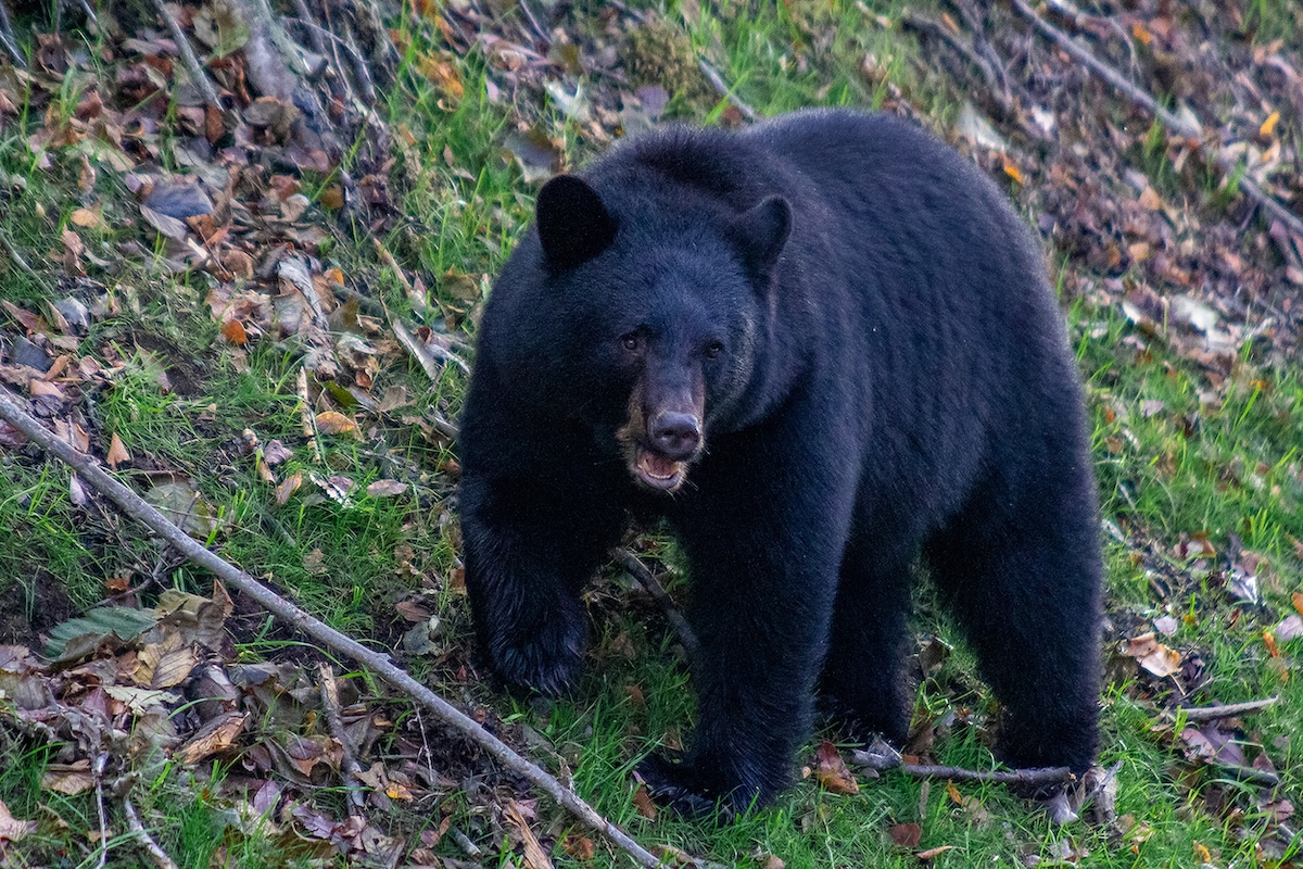 black bear attack woman walking dog