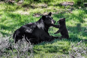 mama bear cubs under house